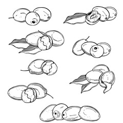  Marula  set.  Sketch illustration.