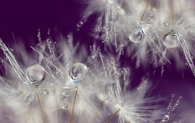 dandelion at violet background. Freedom to Wish. Seed macro closeup. Goodbye Summer. Hope and dreaming concept. Fragility. Springtime. soft focus on water droplets. Macro nature. Beautiful dew drops