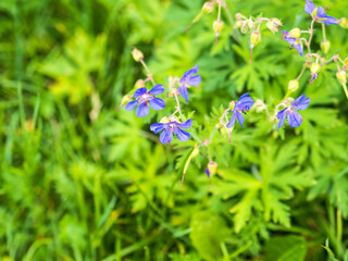 Floral summer background of flowers geranium pratense, meadow cranesbill, in the morning sunlight