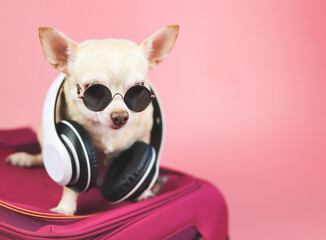 brown chihuahua dog wearing sunglasses and headphones around neck, sitting on pink  suitcase on...