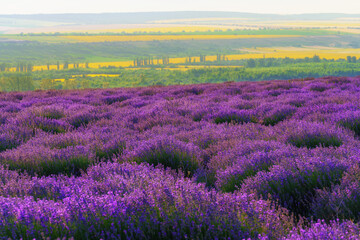 Fototapeta na wymiar a lavender field blooms on a hill, a forest in the distance, the sunset shines yellow in the sky, a beautiful summer landscape