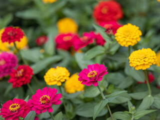 Red and yellow Zinnia flowers. Flowers zinnia elegans. Color nature background.