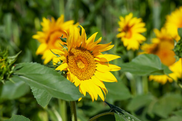 a sunflower field with a large number of sunflowers to increase the harvest of food