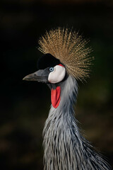 Fototapeta premium Headshot of a crowned crane on dark background