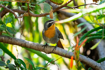 Cape robin perched on a branch
