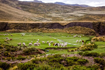 Colca Canyon area in Peru - South America. One of the deepest canyons in the world