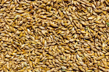 Processed grain of wheat background. Agriculture concept