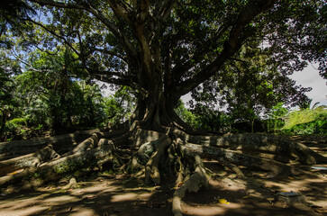 Enormer Ficusbaum mit großen überirdischen Wurzeln in Antonio Borges-Park, Ponta Delgada,...