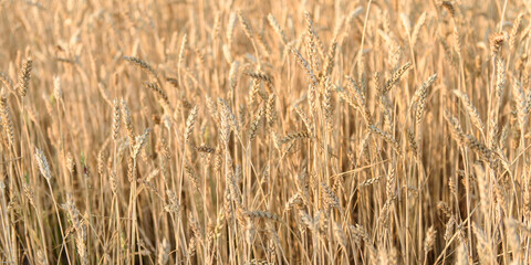 Field of golden ripe wheat at sunset. Background