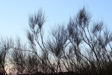 Silueta de las copas de retamas en el horizonte. Imagen tomada al atardecer con los últimos rayos del sol en la que contrastan las finas hojas del arbusto con el cielo azul. Madrid, España.