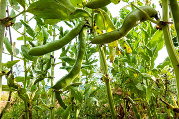 Bush beans growing in vegetable garden