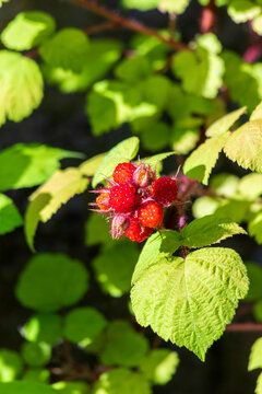 Japanese wineberry (Rubus phoenicolasius) growing outdoors
