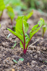 Young, sprouted beet growing in open ground flat bed into the garden. Growing vegetables at home.
