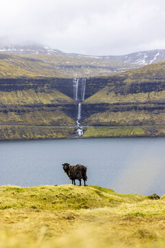 Faroe Islands, Streymoy, Sheep standing at edge of cliff overlooking fjord with Fossa waterfall in background