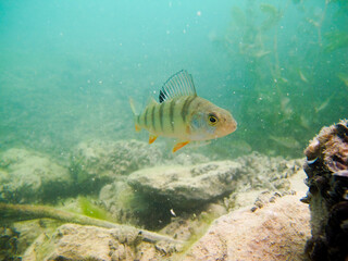 Perch in the lake of Biel. Scuba diving in freshwater.