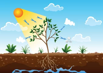 Foto op Canvas Photosynthesis process. Tree produce oxygen using rain and sun. Diagram showing process of photosynthesis in plant. Colorful biology scheme for education in flat style © designer_things