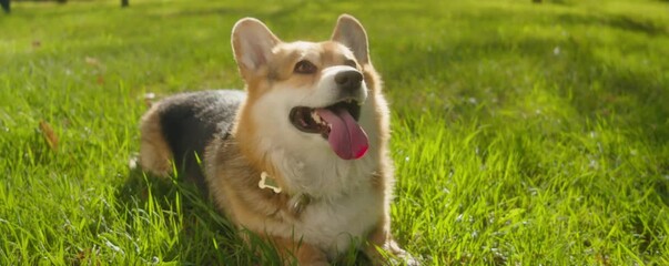 Close up shot of adorable corgi dog lying on green grass in park on beautiful sunny day
