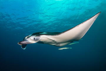 Giant manta ray or flying eagle swimming in the deep of Indian Ocean with remora