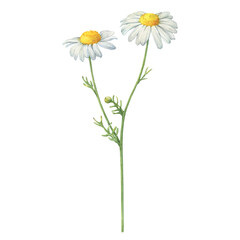 Summer field wild chamomile white flower (Matricaria chamomilla, kamilla, scented mayweed, whig plant, mother's daisy). Watercolor hand drawn painting illustration, isolated on white background.