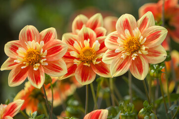 Dahlien (Dahlia)