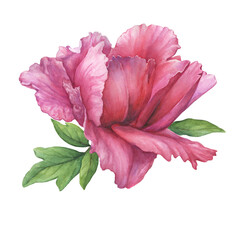 Semi-double pink peony flower with leaves (Paeonia suffruticosa, purple Paeonia). Watercolor hand drawn painting illustration, isolated on white background.