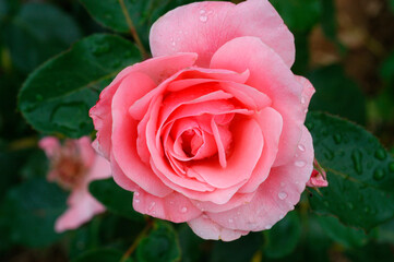 Dewy rose