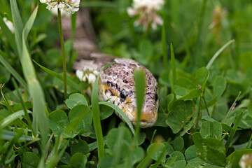 our tame corn snake in close-up crawling in the grass