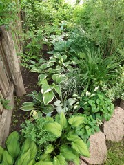 A group of ornamental shrubs of perennial hosti with green-yellow leaves in the garden