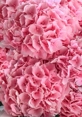 bouquet of pink hydrangeas as a background