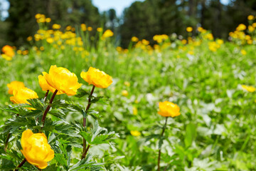 Obraz premium Large clearing of yellow marigold flowers in a sunlit forest. Herbal and nature backgrounds