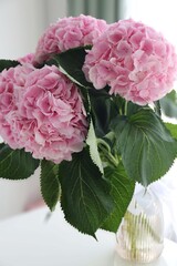 pink flower hydrangeas in a vase