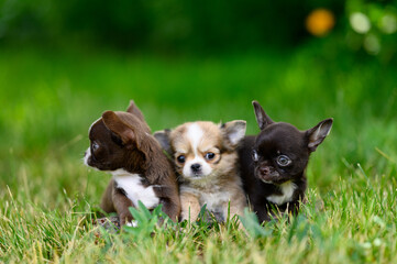 Fototapeta na wymiar Three Small Chihuahua Dogs sit on Grass of Different Colors, Look Curiously in Different Directions