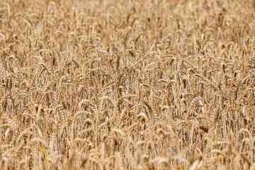 Weizenfeld