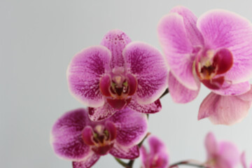Obraz na płótnie Canvas Close-up defocused or blurred beautiful purple moon orchids or Phalaenopsis amabilis on white background