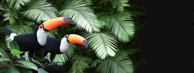 Bannière horizontale avec deux beaux oiseaux toucan colorés sur une branche dans une forêt tropicale