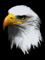 american bald eagle illustration