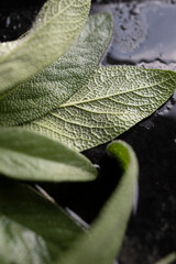 Fresh sage leaves. Green and wet sage leaves freshly picked from the home garden.