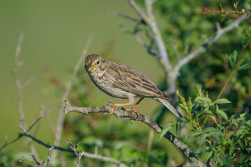 Corn Bunting (Emberiza calandra) perched on a tree branch