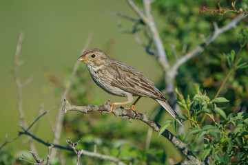 Corn Bunting (Emberiza calandra) perched on a tree branch