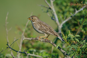 Corn Bunting (Emberiza calandra) perched on a tree branch