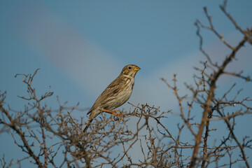 Corn Bunting (Emberiza calandra) perched on a tree branch