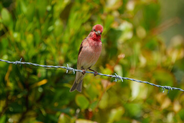 Common Rosefinch (Carpodacus erythrinus) perched on fence wire