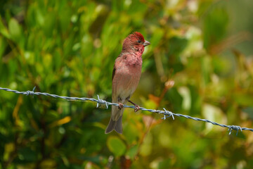 Common Rosefinch (Carpodacus erythrinus) perched on fence wire