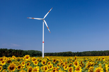 Sonnenblumen mit Windrad
