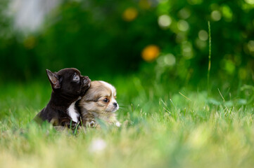 Portrait of Chihuahua Puppies Looking Sideways up on Green Grass in Garden.