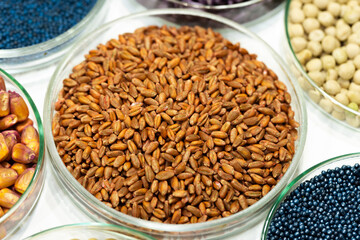 Colorful pesticide-treated rapeseed, sunflower, wheat, pea, soy, and corn seeds in a petri dish in the lab