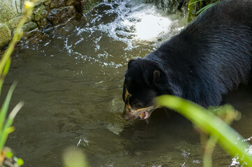 A spectacled Andean bear splashing in water