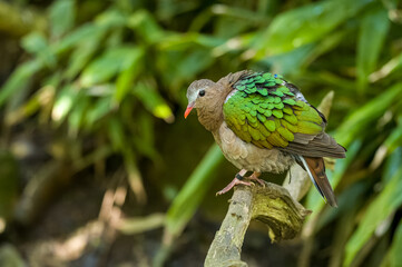 A common emerald dove, also called Asian emerald dove at Jersey zoo.