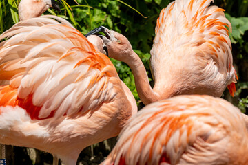 Fototapeta na wymiar A Chilean flamingo, Phoenicopterus chilensis at Jersey zoo.
