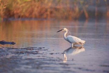 Beautiful little egret or small white heron fishing in the lake